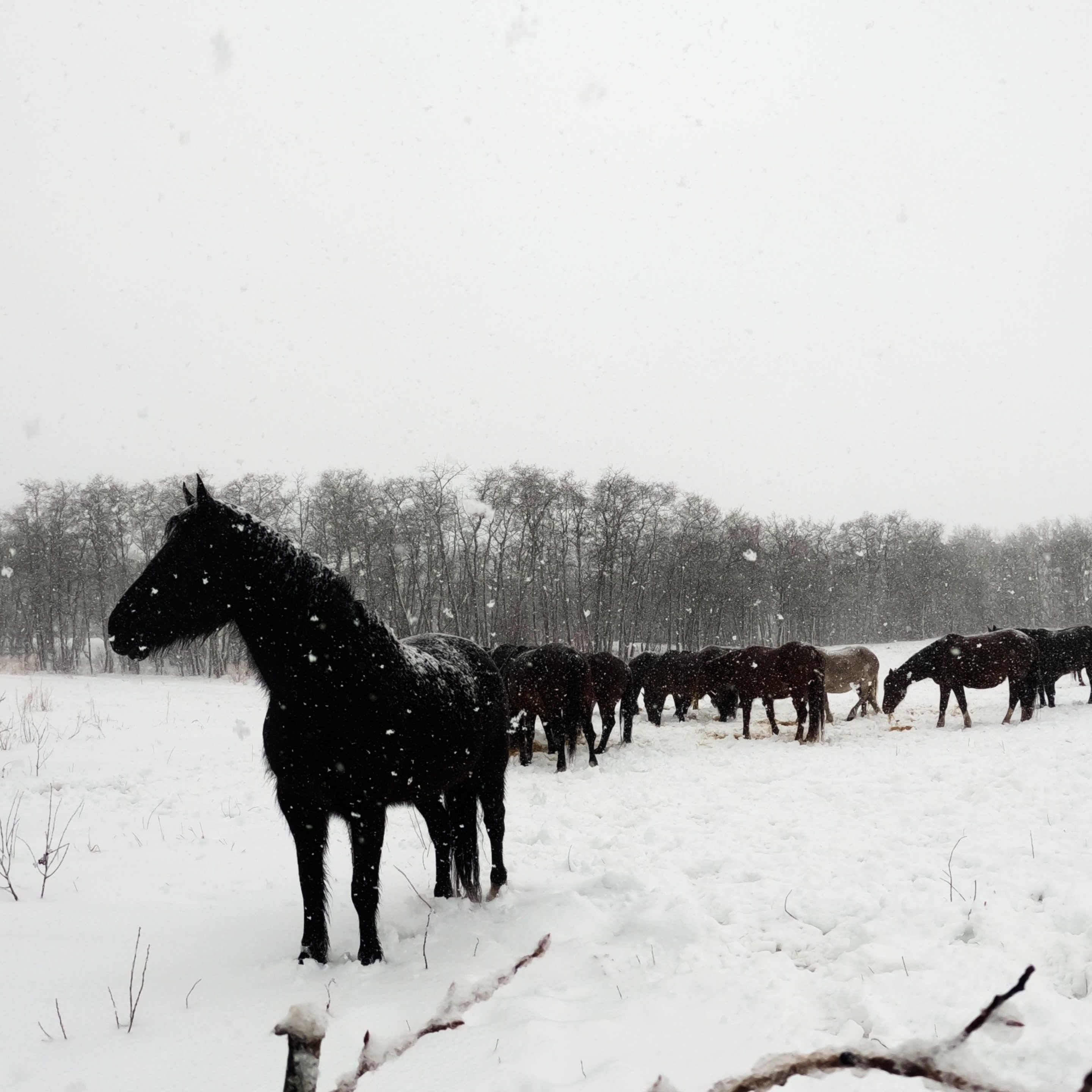 Mares in snow storm